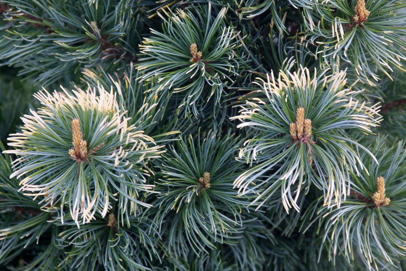 - Pinus parviflora 'Goldilocks' Tenysu-kazu Japanese White Pine - Mr Maple │ Buy Japanese Maple Trees