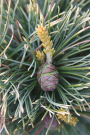 - Pinus parviflora 'Goldilocks' Tenysu-kazu Japanese White Pine - Mr Maple │ Buy Japanese Maple Trees