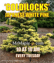 - Pinus parviflora 'Goldilocks' Tenysu-kazu Japanese White Pine - Mr Maple │ Buy Japanese Maple Trees