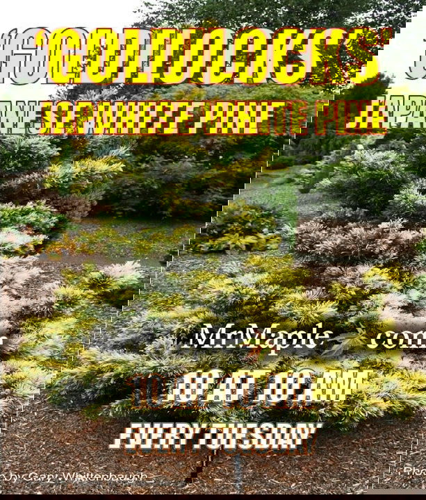- Pinus parviflora 'Goldilocks' Tenysu-kazu Japanese White Pine - Mr Maple │ Buy Japanese Maple Trees