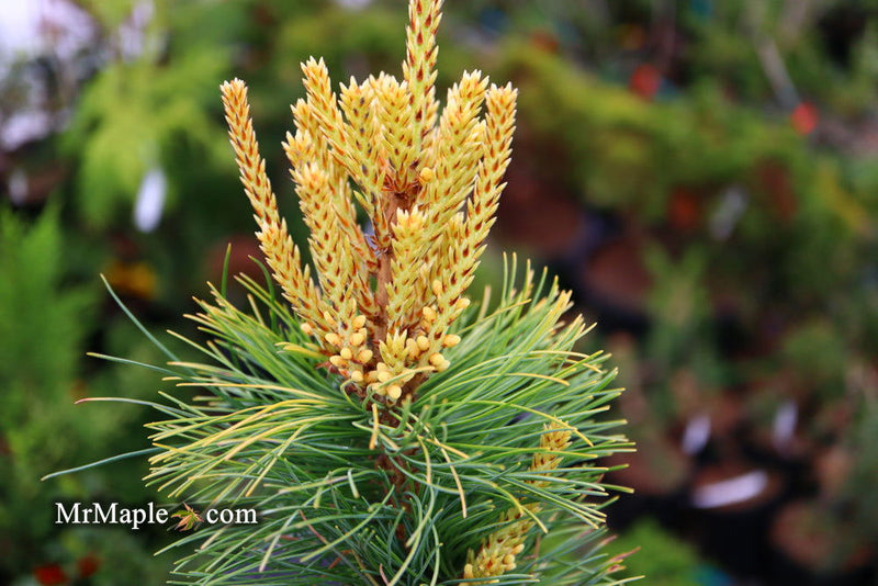- Pinus parviflora 'Goldilocks' Tenysu-kazu Japanese White Pine - Mr Maple │ Buy Japanese Maple Trees
