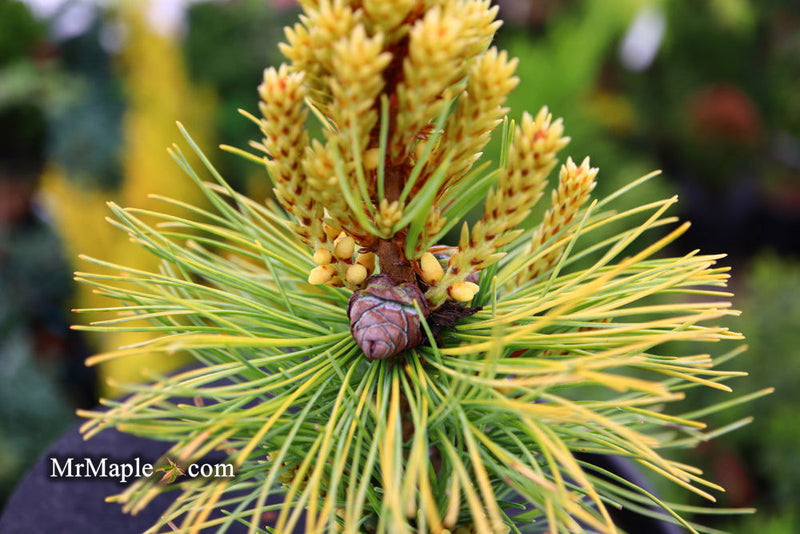 - Pinus parviflora 'Goldilocks' Tenysu-kazu Japanese White Pine - Mr Maple │ Buy Japanese Maple Trees