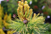 - Pinus parviflora 'Goldilocks' Tenysu-kazu Japanese White Pine - Mr Maple │ Buy Japanese Maple Trees