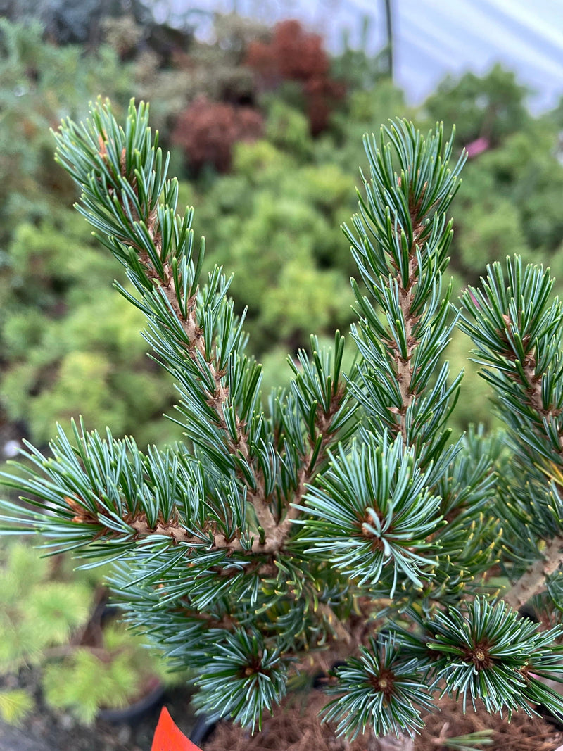 - Pinus parviflora 'Gyoko sho hime' Japanese Dwarf White Pine - Mr Maple │ Buy Japanese Maple Trees