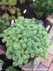 - Pinus parviflora 'Hagoromo' Dwarf Japanese White Pine - Mr Maple │ Buy Japanese Maple Trees