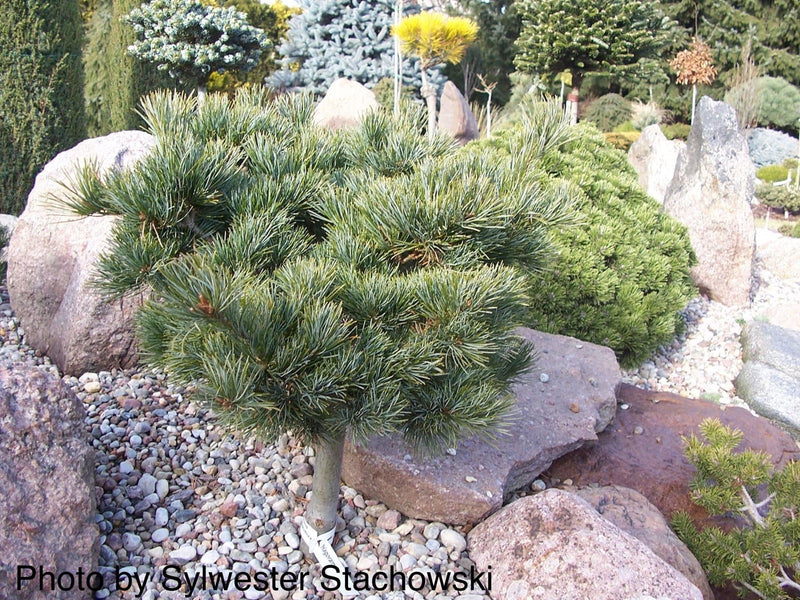 - Pinus parviflora 'Hagoromo' Dwarf Japanese White Pine - Mr Maple │ Buy Japanese Maple Trees