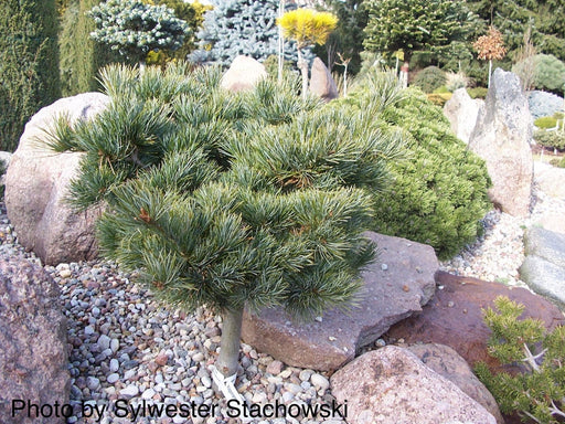 - Pinus parviflora 'Hagoromo' Dwarf Japanese White Pine - Mr Maple │ Buy Japanese Maple Trees