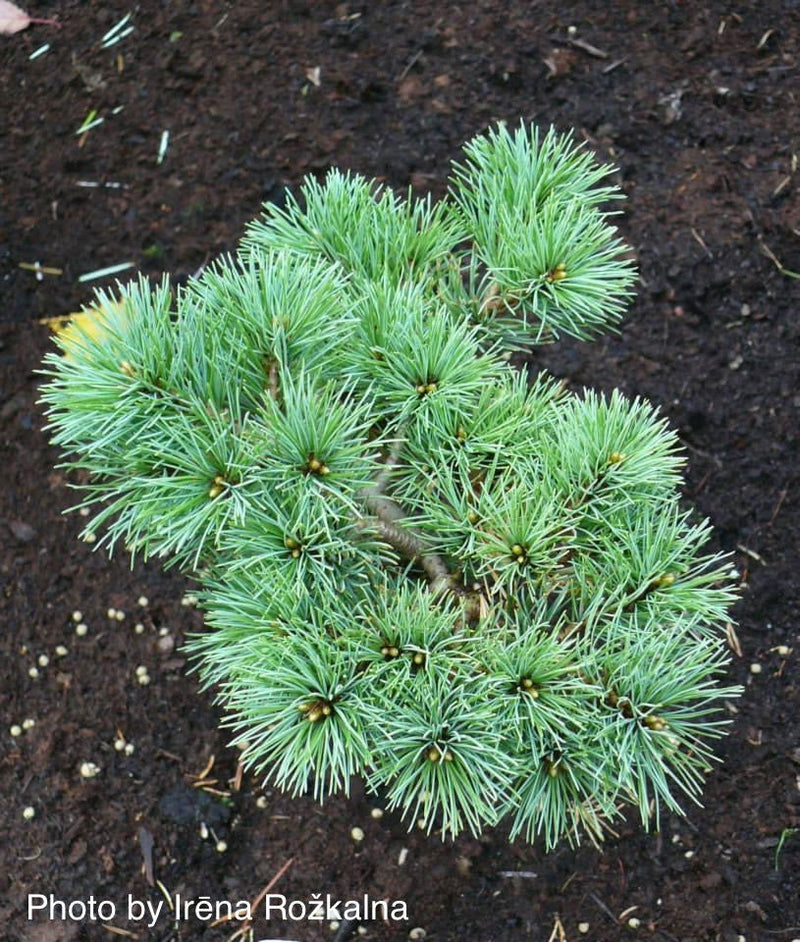 - Pinus parviflora 'Hagoromo' Dwarf Japanese White Pine - Mr Maple │ Buy Japanese Maple Trees