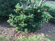 - Pinus parviflora 'Hagoromo' Dwarf Japanese White Pine - Mr Maple │ Buy Japanese Maple Trees