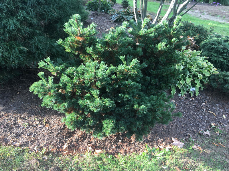 - Pinus parviflora 'Hagoromo' Dwarf Japanese White Pine - Mr Maple │ Buy Japanese Maple Trees