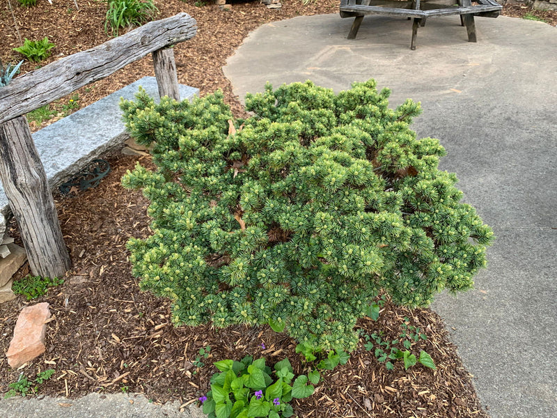 - Pinus parviflora 'Hagoromo' Dwarf Japanese White Pine - Mr Maple │ Buy Japanese Maple Trees