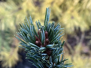 - Pinus parviflora 'Hime goyo matsu' Dwarf Japanese White Pine - Mr Maple │ Buy Japanese Maple Trees