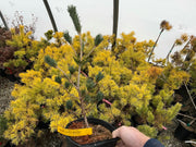 - Pinus parviflora 'Hime goyo matsu' Dwarf Japanese White Pine - Mr Maple │ Buy Japanese Maple Trees