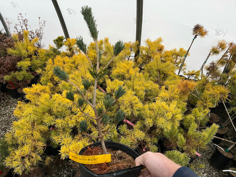 - Pinus parviflora 'Hime goyo matsu' Dwarf Japanese White Pine - Mr Maple │ Buy Japanese Maple Trees