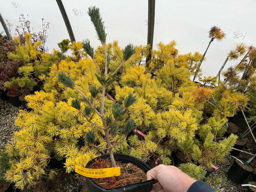 - Pinus parviflora 'Hime goyo matsu' Dwarf Japanese White Pine - Mr Maple │ Buy Japanese Maple Trees