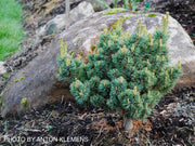 - Pinus parviflora 'Miyoi' Dwarf Japanese White Pine - Mr Maple │ Buy Japanese Maple Trees