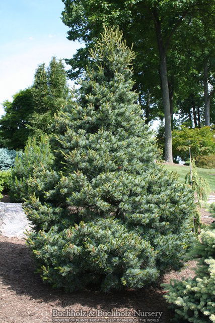 Mr Maple Pinus parviflora Negishi
