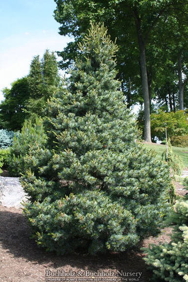 - Pinus parviflora 'Negishi' Blue Japanese White Pine - Mr Maple │ Buy Japanese Maple Trees