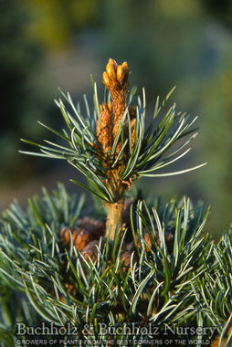 Mr Maple Pinus parviflora Negishi Japanese White Pine - Thumbnail 3