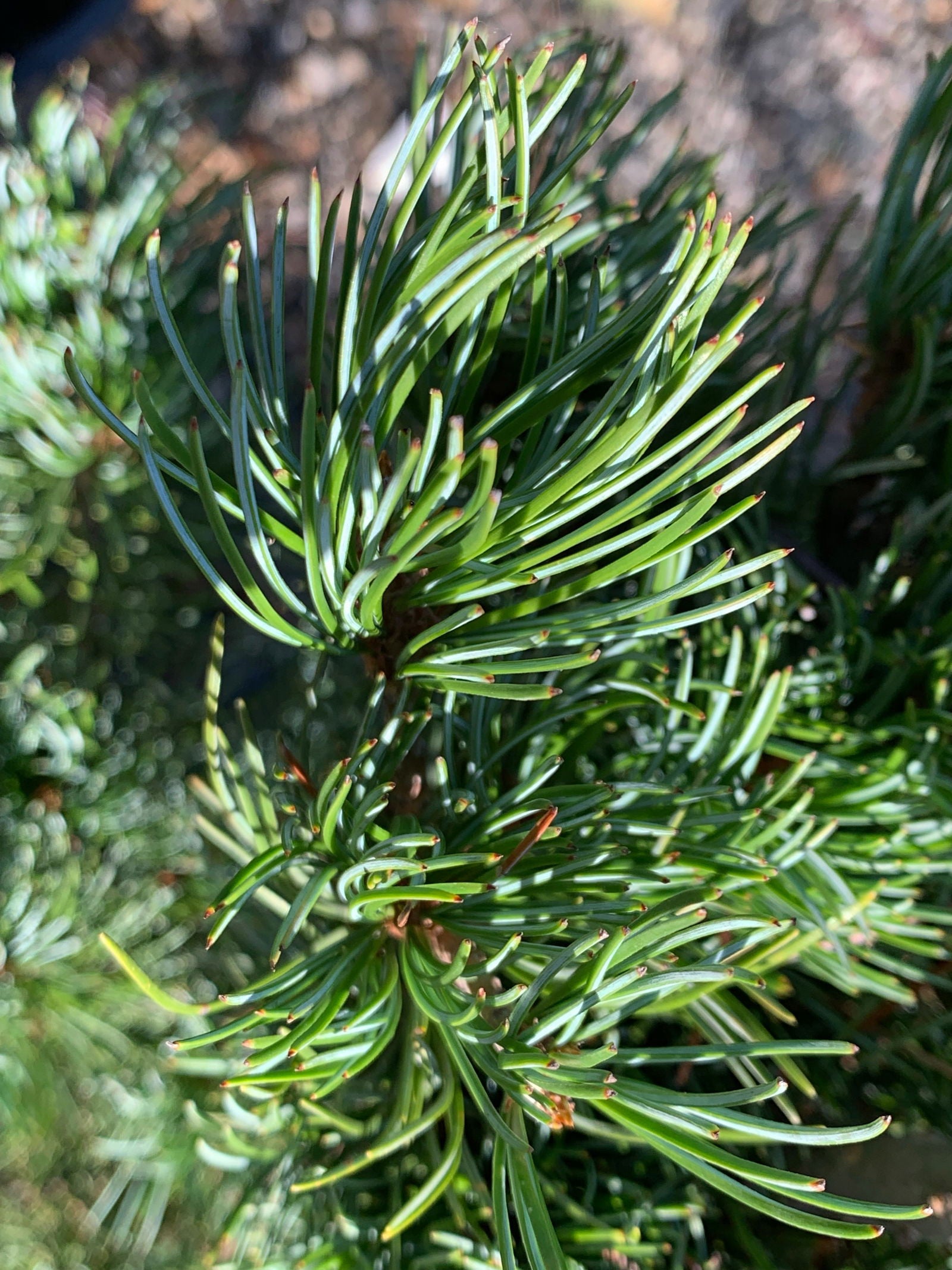 Mr Maple Pinus parviflora Negishi Japanese White Pine