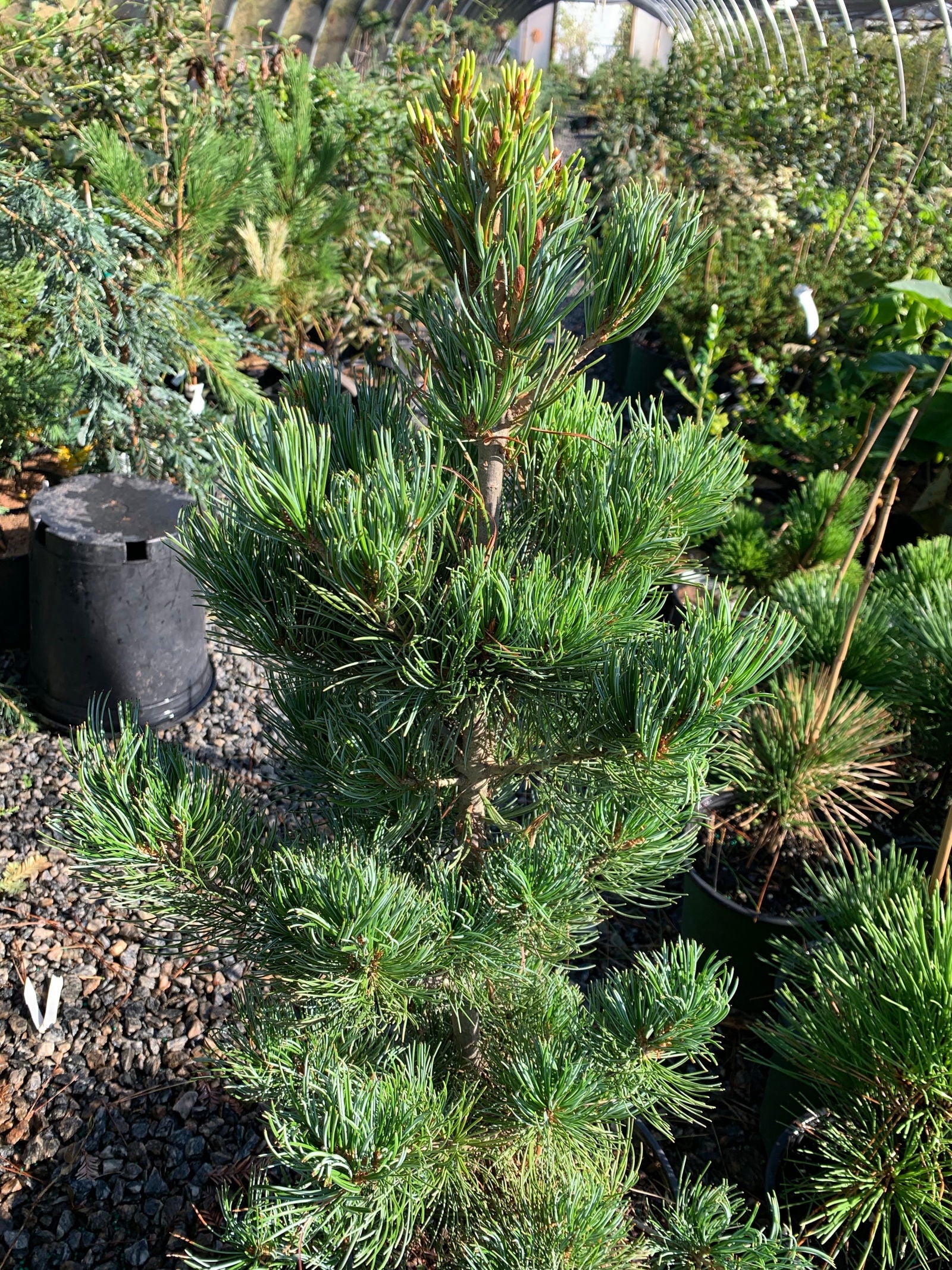 Mr Maple Pinus parviflora Negishi Japanese White Pine - Thumbnail 2
