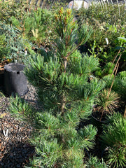 - Pinus parviflora 'Negishi' Blue Japanese White Pine - Mr Maple │ Buy Japanese Maple Trees