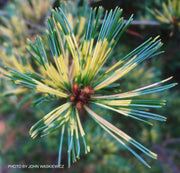 - Pinus parviflora 'Ogon janome' Golden Bull's Eye Pine - Mr Maple │ Buy Japanese Maple Trees