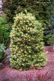 - Pinus parviflora 'Ogon janome' Golden Bull's Eye Pine - Mr Maple │ Buy Japanese Maple Trees