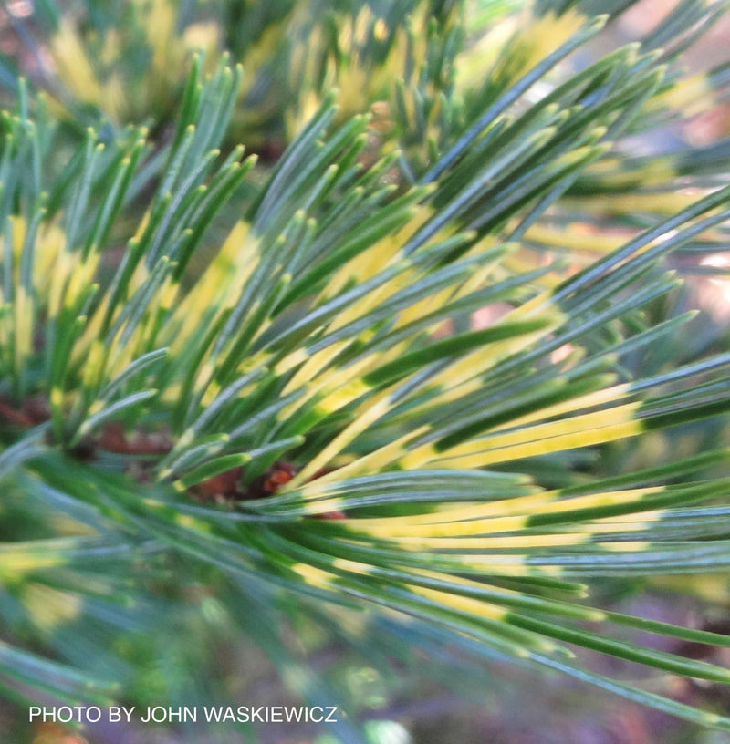 - Pinus parviflora 'Ogon janome' Golden Bull's Eye Pine - Mr Maple │ Buy Japanese Maple Trees