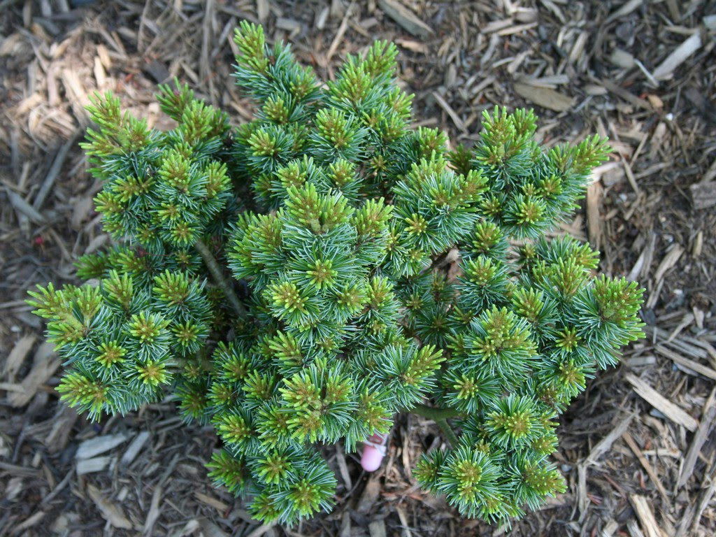 Buy Pinus parviflora 'Regenhold Broom' Dwarf Japanese White Pine