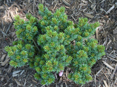 - Pinus parviflora 'Regenhold Broom' Dwarf Japanese White Pine - Mr Maple │ Buy Japanese Maple Trees