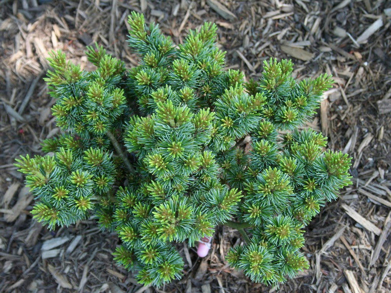 - Pinus parviflora 'Regenhold Broom' Dwarf Japanese White Pine - Mr Maple │ Buy Japanese Maple Trees