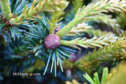 - Pinus parviflora 'Regenhold Broom' Dwarf Japanese White Pine - Mr Maple │ Buy Japanese Maple Trees