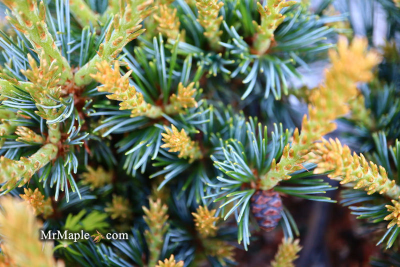 - Pinus parviflora 'Regenhold Broom' Dwarf Japanese White Pine - Mr Maple │ Buy Japanese Maple Trees
