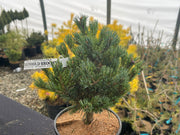 - Pinus parviflora 'Regenhold Broom' Dwarf Japanese White Pine - Mr Maple │ Buy Japanese Maple Trees