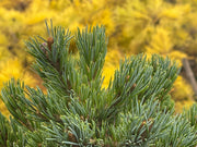 - Pinus parviflora 'Regenhold Broom' Dwarf Japanese White Pine - Mr Maple │ Buy Japanese Maple Trees