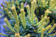 - Pinus parviflora 'Regenhold Broom' Dwarf Japanese White Pine - Mr Maple │ Buy Japanese Maple Trees