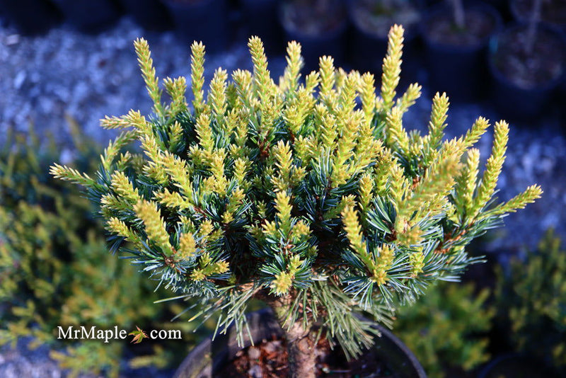 - Pinus parviflora 'Regenhold Broom' Dwarf Japanese White Pine - Mr Maple │ Buy Japanese Maple Trees
