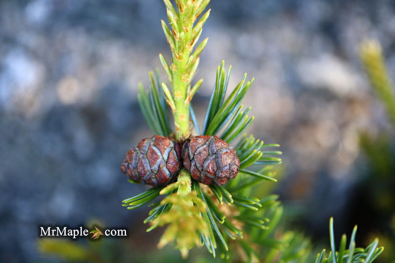 - Pinus parviflora 'Regenhold Broom' Dwarf Japanese White Pine - Mr Maple │ Buy Japanese Maple Trees