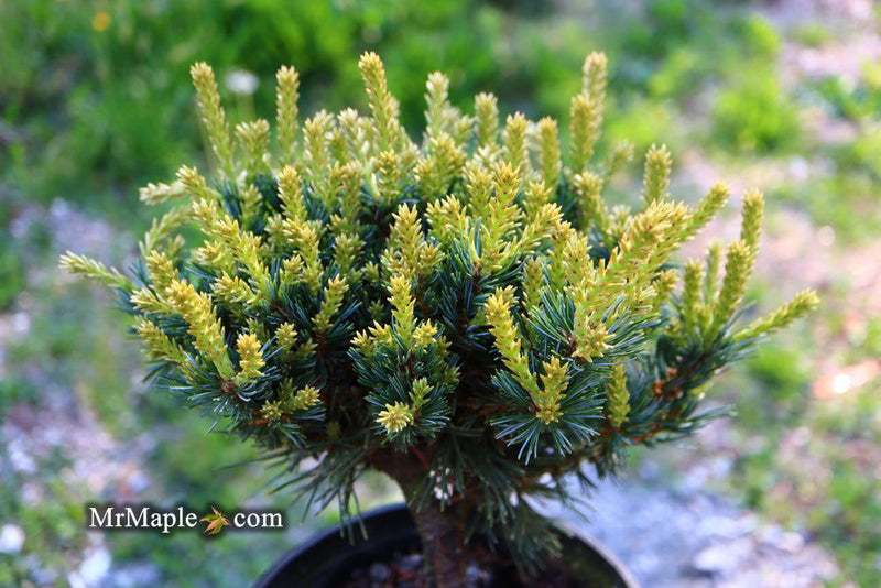 - Pinus parviflora 'Regenhold Broom' Dwarf Japanese White Pine - Mr Maple │ Buy Japanese Maple Trees