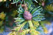 - Pinus parviflora 'Regenhold Broom' Dwarf Japanese White Pine - Mr Maple │ Buy Japanese Maple Trees