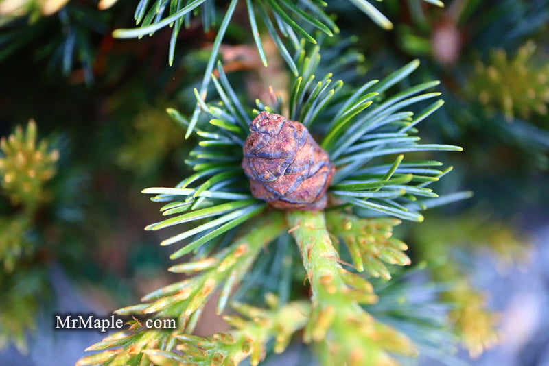 - Pinus parviflora 'Regenhold Broom' Dwarf Japanese White Pine - Mr Maple │ Buy Japanese Maple Trees