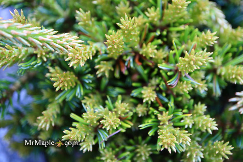 - Pinus parviflora 'Regenhold Broom' Dwarf Japanese White Pine - Mr Maple │ Buy Japanese Maple Trees