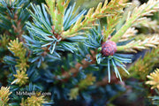 - Pinus parviflora 'Regenhold Broom' Dwarf Japanese White Pine - Mr Maple │ Buy Japanese Maple Trees