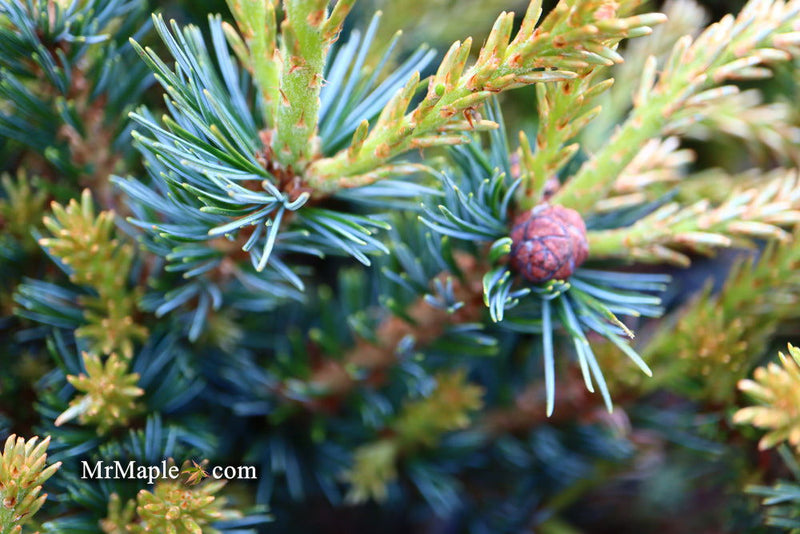 - Pinus parviflora 'Regenhold Broom' Dwarf Japanese White Pine - Mr Maple │ Buy Japanese Maple Trees