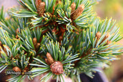- Pinus parviflora 'Regenhold Broom' Dwarf Japanese White Pine - Mr Maple │ Buy Japanese Maple Trees