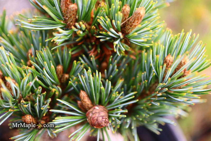 - Pinus parviflora 'Regenhold Broom' Dwarf Japanese White Pine - Mr Maple │ Buy Japanese Maple Trees