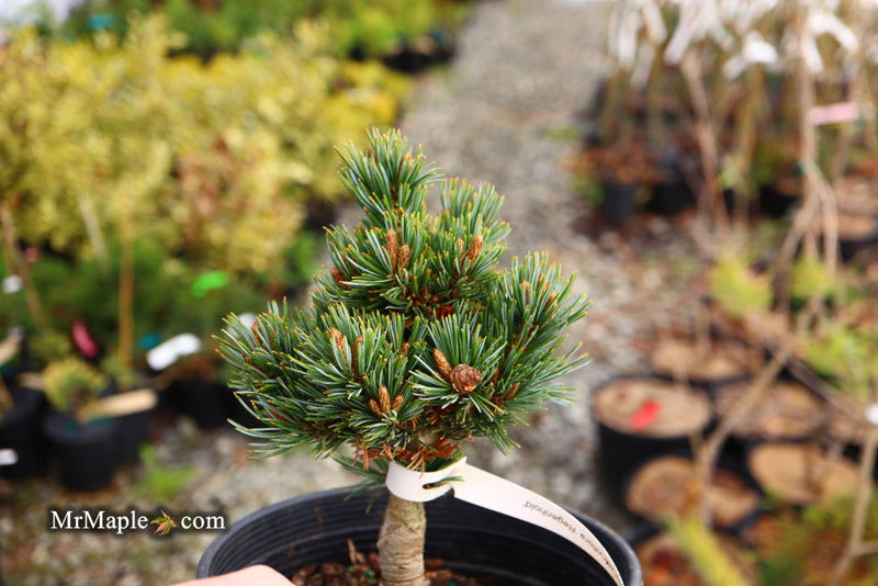 - Pinus parviflora 'Regenhold Broom' Dwarf Japanese White Pine - Mr Maple │ Buy Japanese Maple Trees