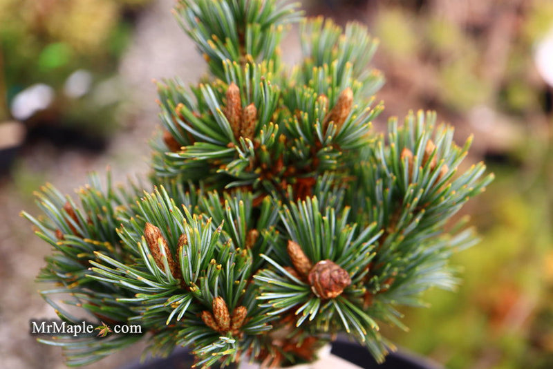 - Pinus parviflora 'Regenhold Broom' Dwarf Japanese White Pine - Mr Maple │ Buy Japanese Maple Trees