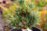 - Pinus parviflora 'Regenhold Broom' Dwarf Japanese White Pine - Mr Maple │ Buy Japanese Maple Trees